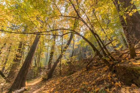 Fall Colors Stock Photos