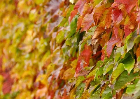 Fall colors Stock Photos