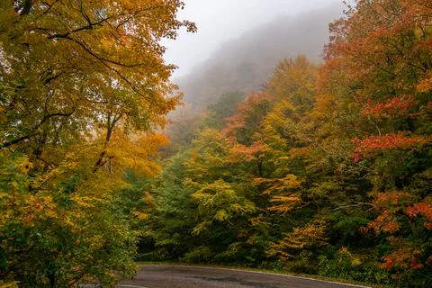 Fall Colors Stockfoto's