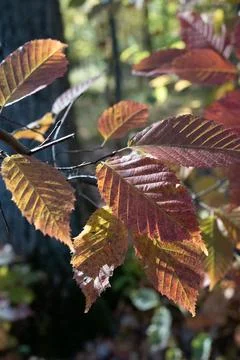 Fall Colors Photos