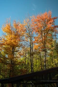 Fall Colors Stock Photos