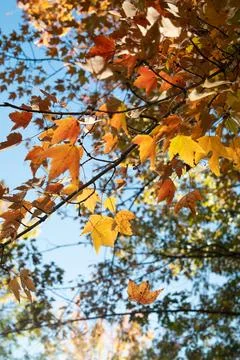 Fall Colors Stock Photos