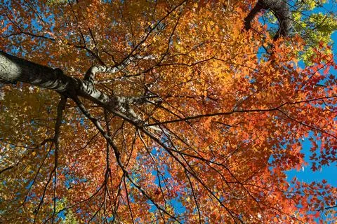 Fall Colors Stock Photos