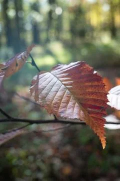 Fall Colors Photos