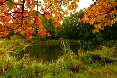Fall colors at the pond Фото