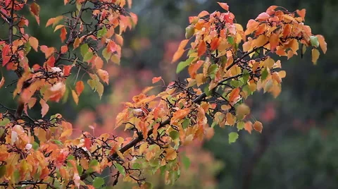 Fall colors in a rainstorm Stock Footage 44788965