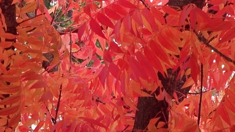 Fall Colors - red Leaves Stock Footage 220695140