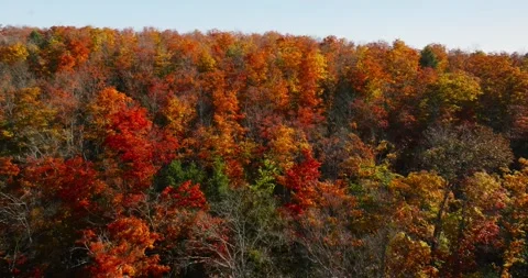 Fall colors red maple bush Stock Footage 256916544