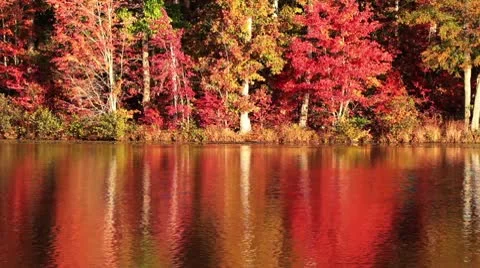 Fall Colors Reflected Stock Footage 10715802