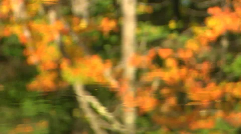 Fall colors reflected in moving river Stock Footage 42662358