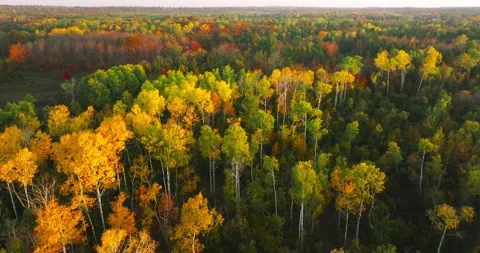 Fall colors right to left yellow Stock Footage 256916516