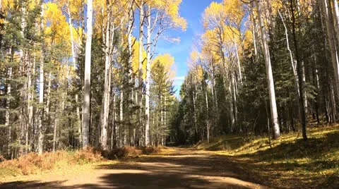 Fall Colors Road Stock Footage 12263812