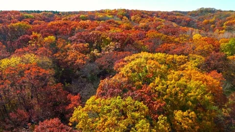 Fall Colors Rotate Stock Footage 342465935