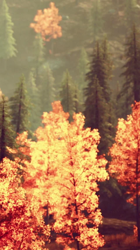 Fall colors show trees in a forest during daytime Stock Footage 339510917