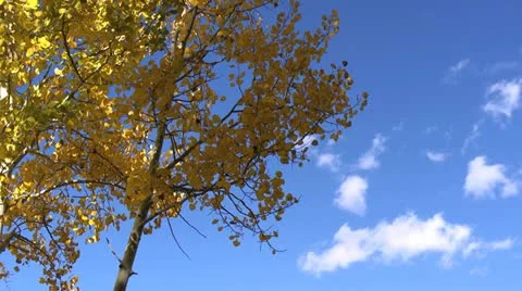 Fall Colors Sky Stock Footage 12266701