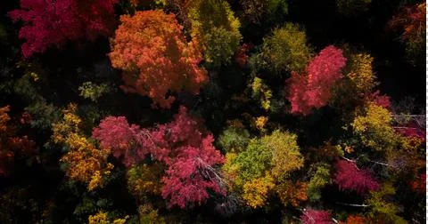 Fall colors straight down 01 Foto stock