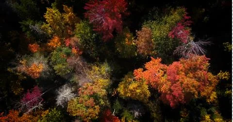 Fall colors straight down 02 Foto stock