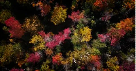 Fall colors straight down 03 Foto stock
