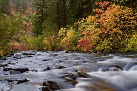 Fall Colors on the Stream Stock Photos