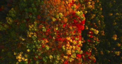 Fall colors top down reverse red 2 Stock Footage 256916679