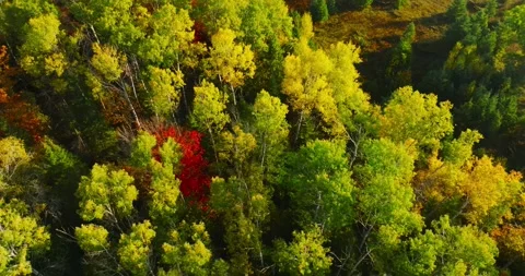 Fall colors top down twist 3 Stock Footage 256916613