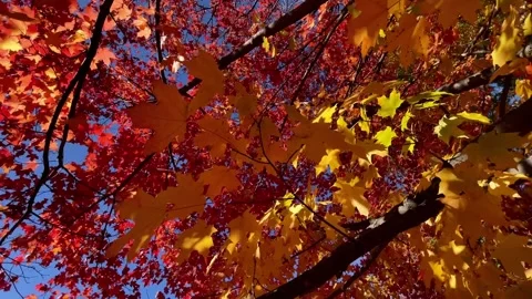 Fall Colors in a town park Video stock 236258717