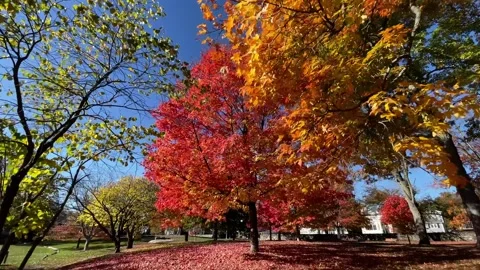 Fall Colors in a town park Video stock 236258719