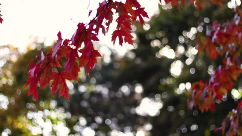 Fall colors on tree branch in the wind Stock Footage 149194445