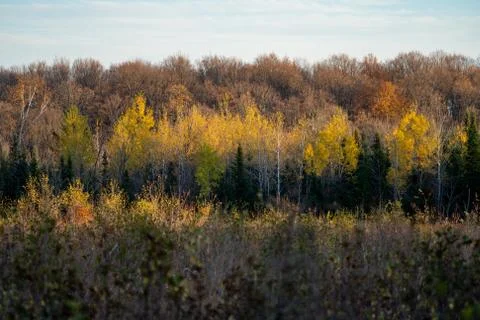 Fall colors on the tree leaves in the Upper Peninsula of Michigan Stock Photos