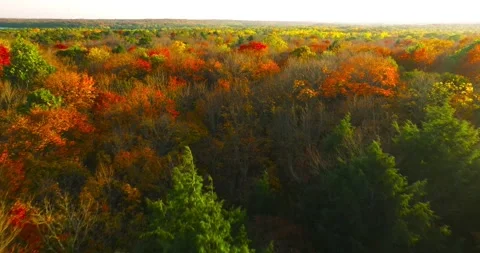 Fall colors tree tops sunrise red yellow 库存影片 256916702
