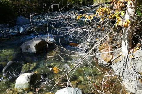 Fall colors of trees along a stream Stock Photos