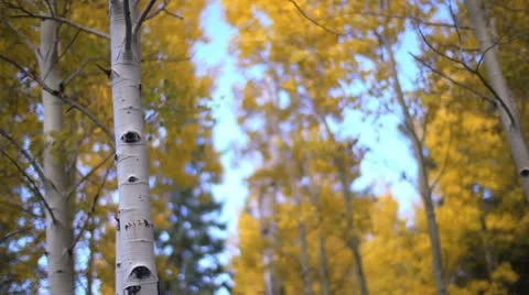 Fall Colors Trees Bokeh Stock Footage 12270657