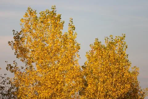 Fall colors of the trees during sunset Stock Photos