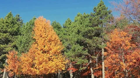 Fall colors on the trees of a grove. Stock Footage 121569006