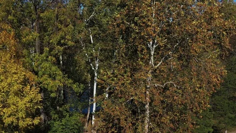Fall Colors in the Trees, Shenandoah River, Front Royal, Virginia, USA Stock Footage 129325893