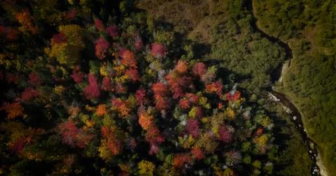 Fall colors trees stream 01 Foto stock