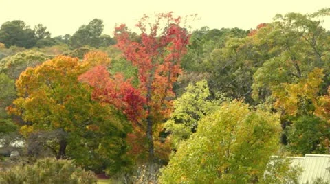 Fall Colors V Stock Footage 12582477