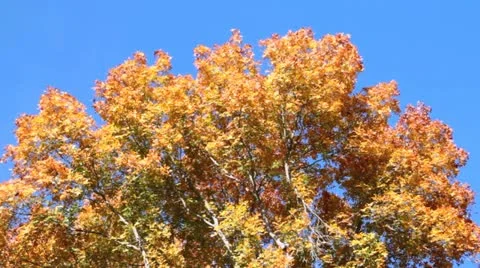 Fall Colors VI Stock Footage 12580511