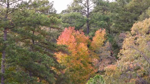 Fall Colors VIII Stock Footage 12580138