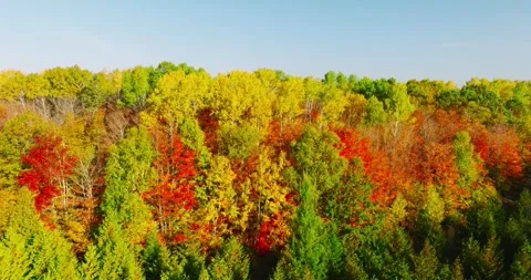 Fall colors vivid right to left Stock Footage 256916701