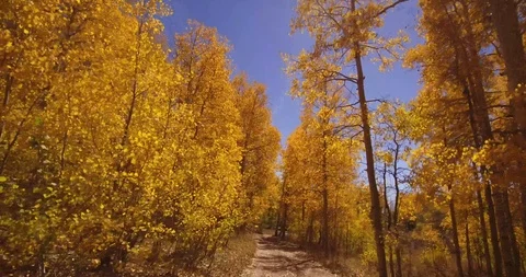 Fall Colors Walk Stock Footage