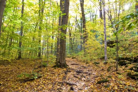 Fall colors in the wild Stock Photos