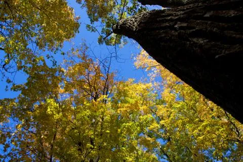 Fall colors in the wild Stock Photos