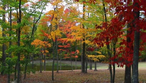 Fall colors in WV Stock Footage 8840110