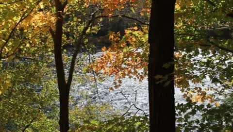 Fall colors in WV Stock Footage 8868674
