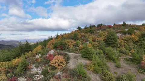 Fall colors, yellow, red and green pine tree forest. Stock Footage 295433679