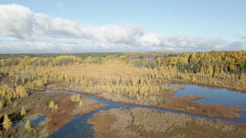 Fall Colors, Yellow Tamarack Trees, Cinematic Drone Shot Video stock 254798199