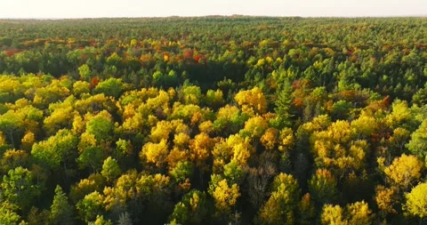 Fall colors yellow trees sunrise 3 Stock Footage 256917366