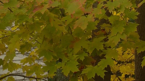 Fall Colors02 Stock Footage 109850100