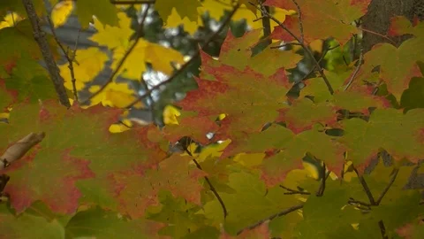 Fall Colors04 Stock Footage 109849443